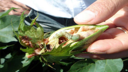 किसानों में चिंता का माहौल, पांढरकवडा तहसील में गुलाबी बोंडइल्ली का प्रकोप