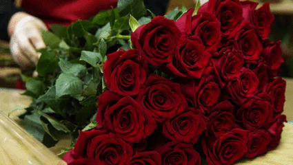 आज से शुरू हुआ Valentine Week, जानें Rose Day की क्या है कहानी, पढ़ें इससे जुड़ी दिलचस्प बातें