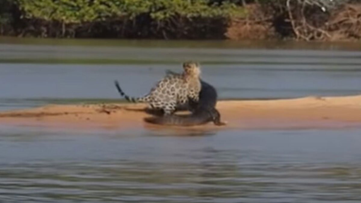 leopard पानी में रहकर मगरमच्छ से बैर नहीं लेते, इस कहावत को तेंदुए ने ठहराया गलत, देखें वीडियो