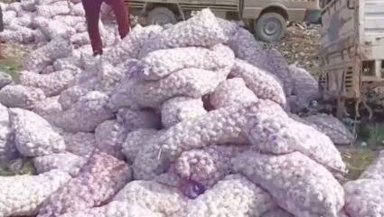 Navi Mumbai APMC में ‘चीनी लहसुन’ की धाक, देसी किसान बेहाल; 250 रुपये प्रति किलो तक पहुंचे दाम!
