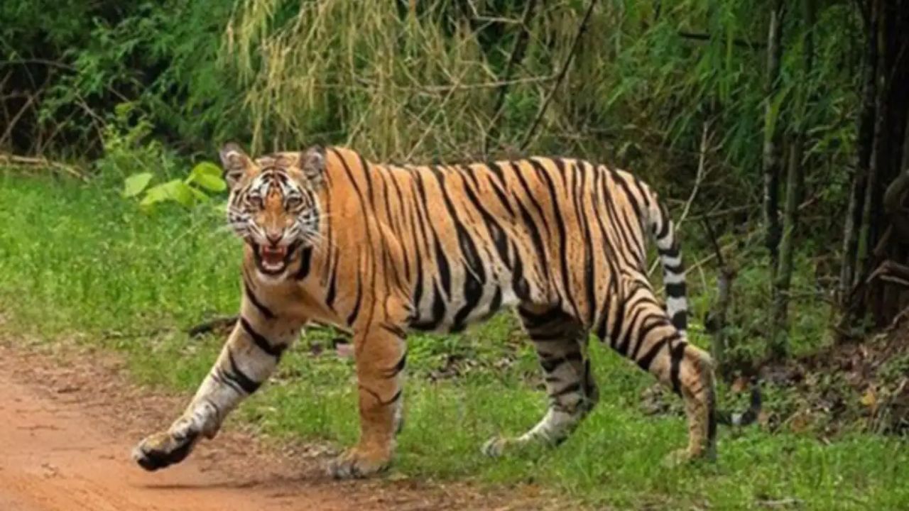 गोंदिया में तेंदुए का तांडव बरकरार, हमले के बाद वन विभाग अलर्ट, नागरिकों के लिए सतर्कता निर्देश जारी