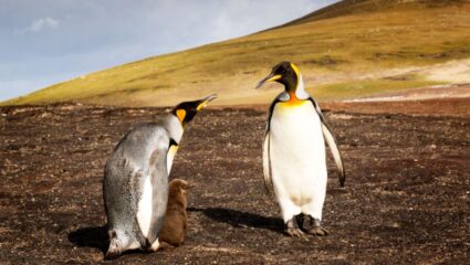 आखिर पेंग्विन ज्यादा ठंड में कैसे रहते है जिंदा, नेशनल पेंगुइन डे पर जानिए इसके पीछे छिपा साइंटिफिक राज