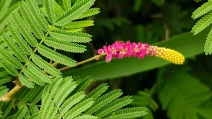 शमी का पौधा बदल देगा किस्मत! शनिवार को इसमें बांध दें बस ये एक चीज