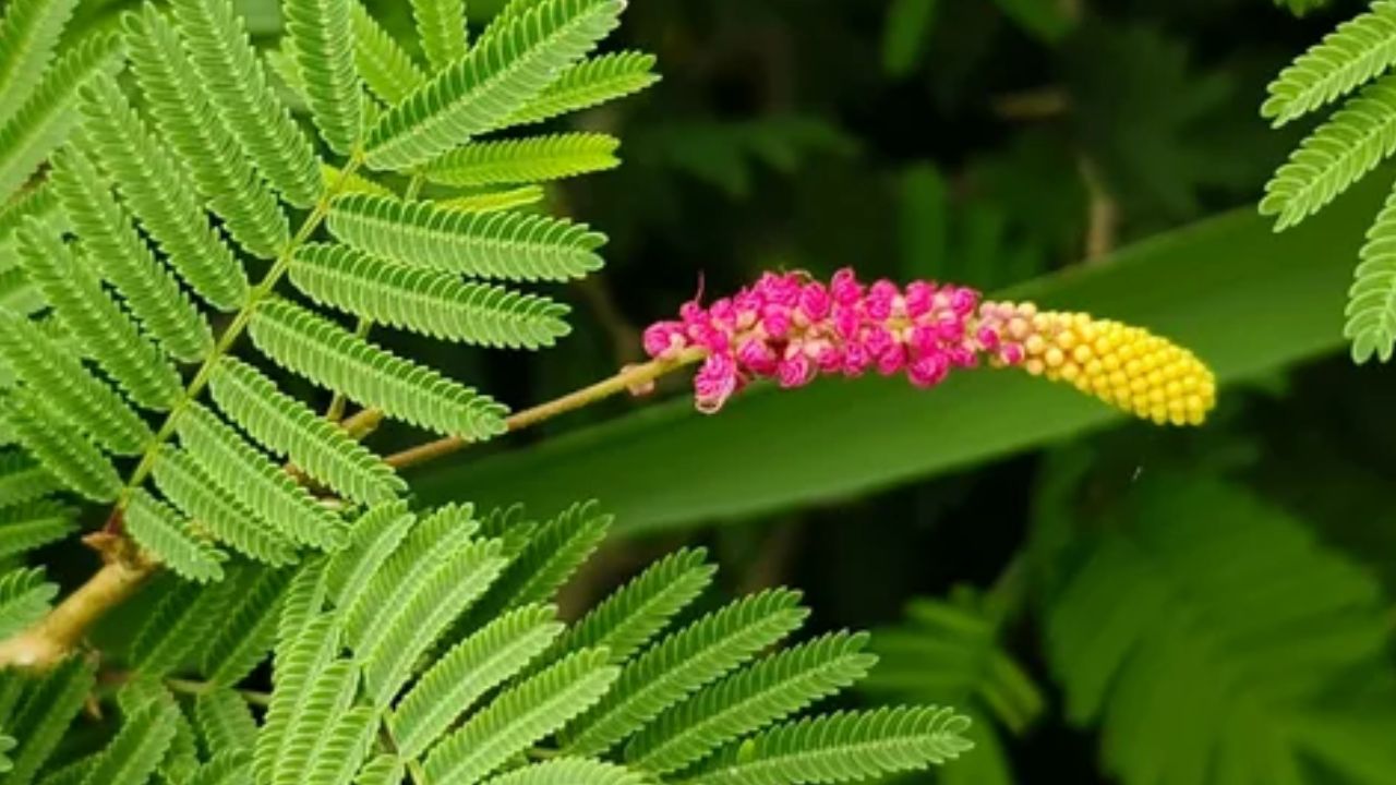 शमी का पौधा बदल देगा किस्मत! शनिवार को इसमें बांध दें बस ये एक चीज