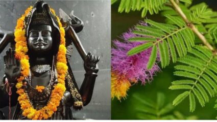 शनिदोष से छुटकारा चाहिए या धन लाभ की हो मनोकामना, शमी के पत्ते से जुड़े ये उपाय बना देंगे शुभ योग