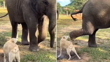 हाथी से भिड़ गया कुत्ता! भौंकने से चिढ़ा गजराज, सूंड घुमाकर सिखाया सबक, वीडियो वायरल