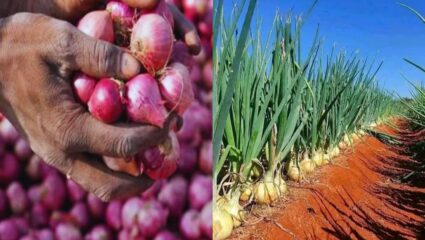 मालेगांव में प्याज की खेती में भारी गिरावट, 60 हजार हेक्टेयर कम रकबा; किसान मक्का-चना की ओर मुड़े