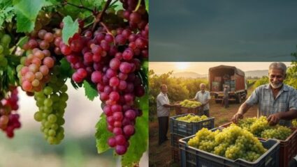 प्रकृति की मार के बावजूद, नासिक जिले के अंगूरों ने भरी ‘विदेशी उड़ान’, किसानों को राहत