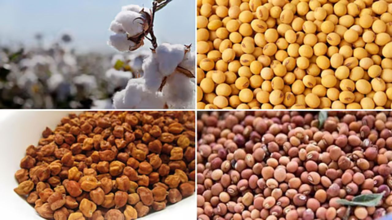 बाजार में चर्चा: ‘चुनिंदा किसानों को ही मिलेगा फायदा’, तुअर और सोयाबीन में तेजी, कपास की रफ्तार पर ब्रेक