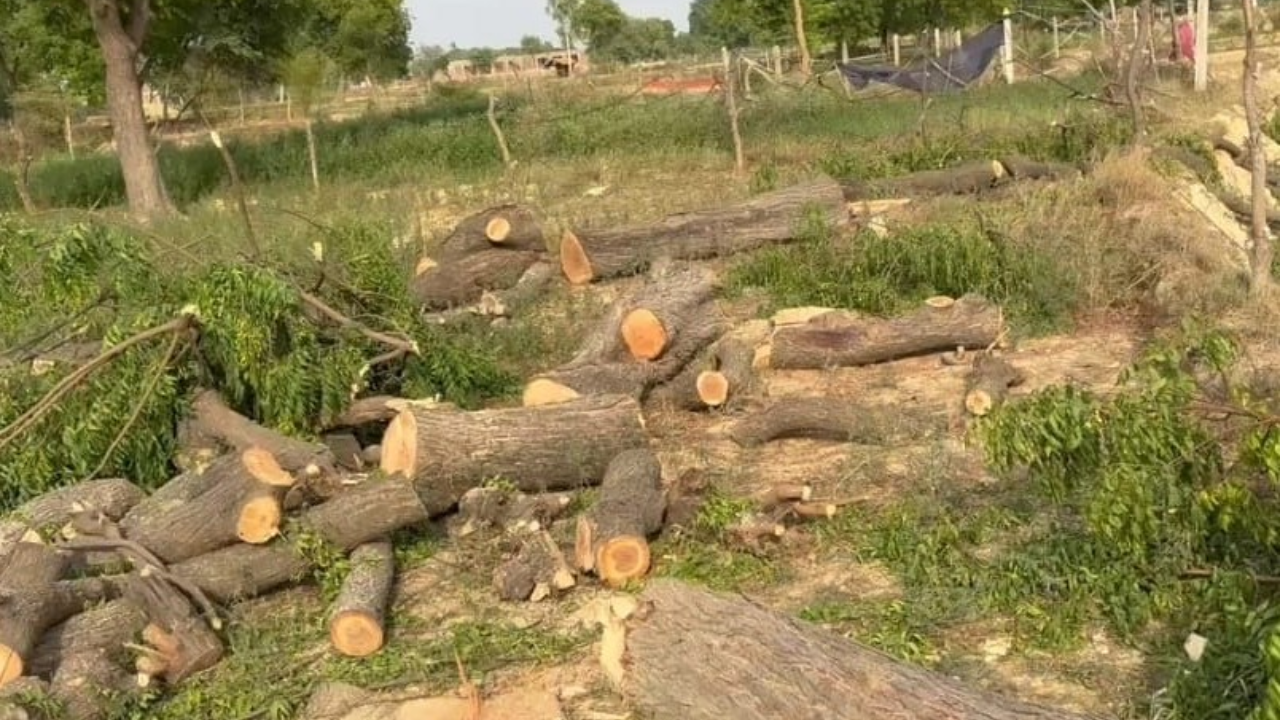 अकोला: बेलोरा वन क्षेत्र में अवैध उत्खनन और पेड़ों की कटाई, अधिकारियों पर मिलीभगत का आरोप