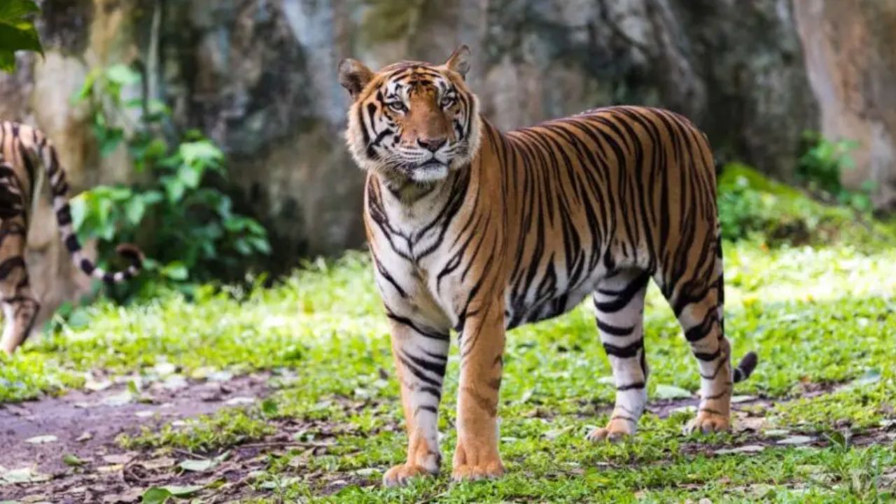 अमरावती पोहरा चिरोड़ी के जंगलों में बाघ की दस्तक; कैमरा ट्रैप में कैद हुई तस्वीरें, वन विभाग अलर्ट