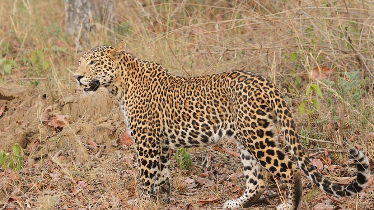 ताडोबा कॉरिडोर में खदान पर कोर्ट सख्त: 60 से ज्यादा बाघों के अस्तित्व पर खतरा, हाईकोर्ट ने लिया सुमोटो संज्ञान