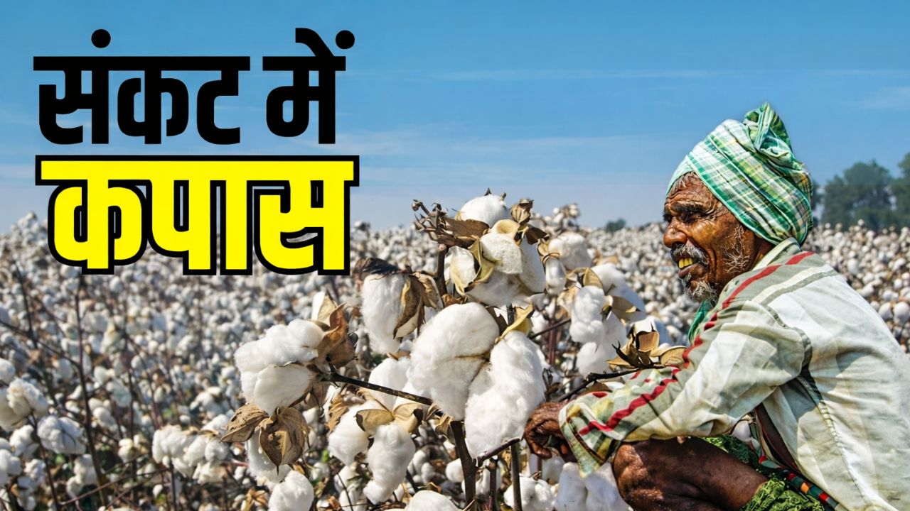 अकोला: 28 फरवरी के बाद तोड़ी गई कपास का क्या होगा? सीसीआई की समयसीमा से किसानों में चिंता