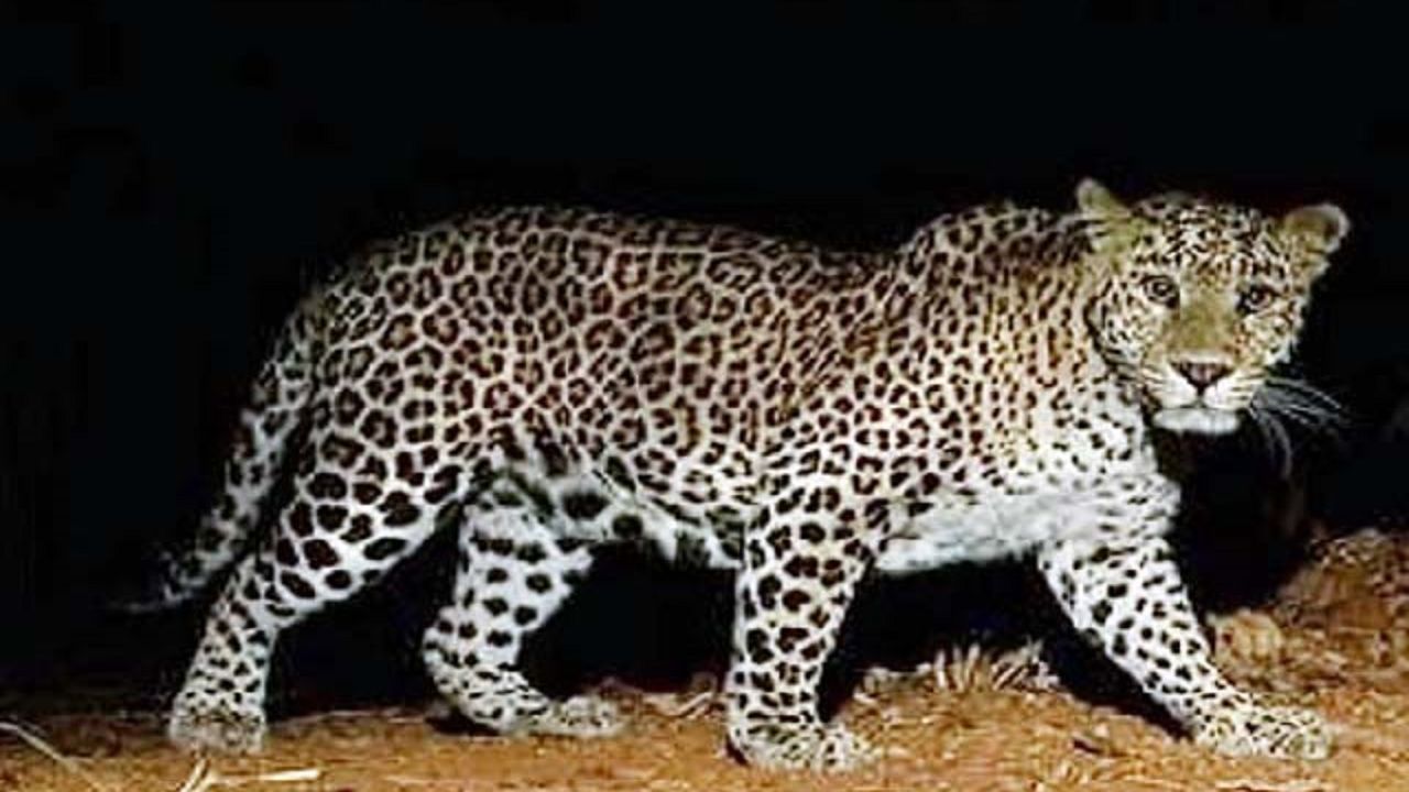 भाईंदर से रेस्क्यू किया गया तेंदुआ ठाणे के नागला जंगल में मृत मिला; सैटेलाइट कॉलर से की जा रही थी निगरानी