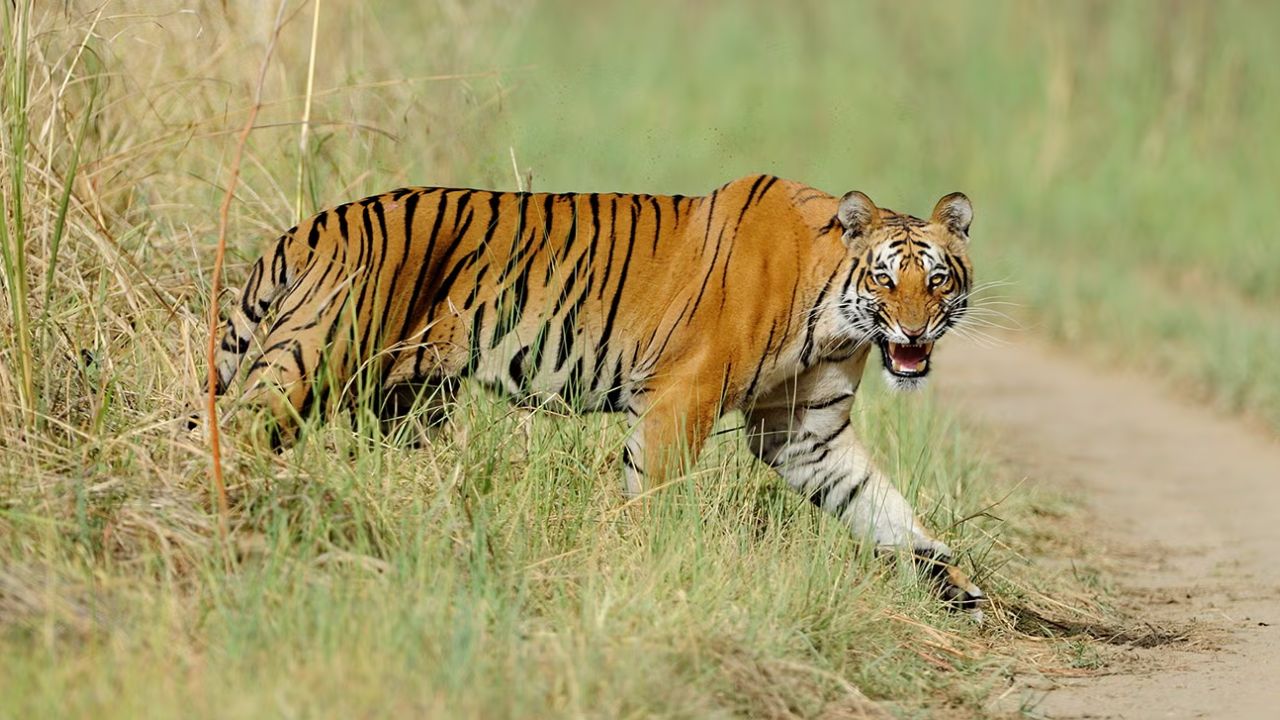 एनटीसीए का बड़ा फैसला; महाराष्ट्र में अभयारण्यों के बाहर रह रहे बाघों के लिए पहली बार 5.40 करोड़ की मंजूरी