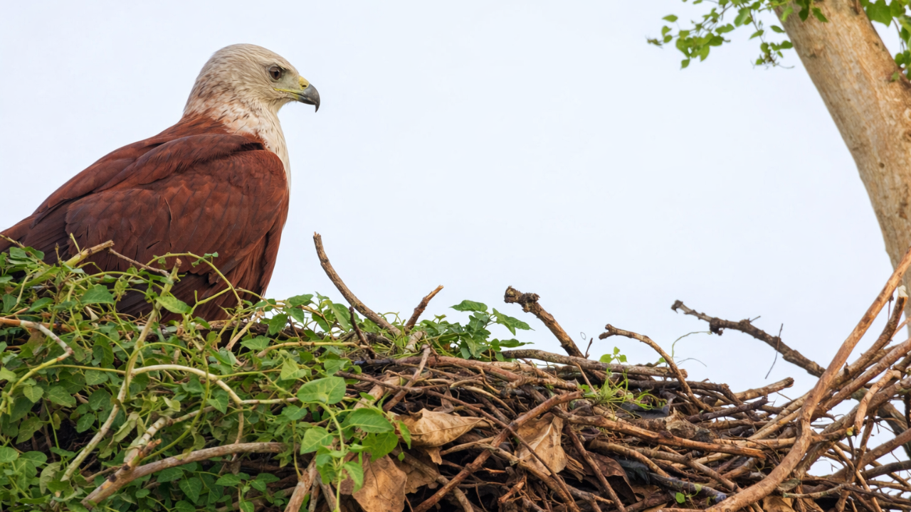 वर्धा के बोर बाघ परियोजना में दूसरी बार अंडों से चूजों के निकलने की पुष्टि ‘ग्रे-हेडेड फिश ईगल’ का सफल प्रजनन