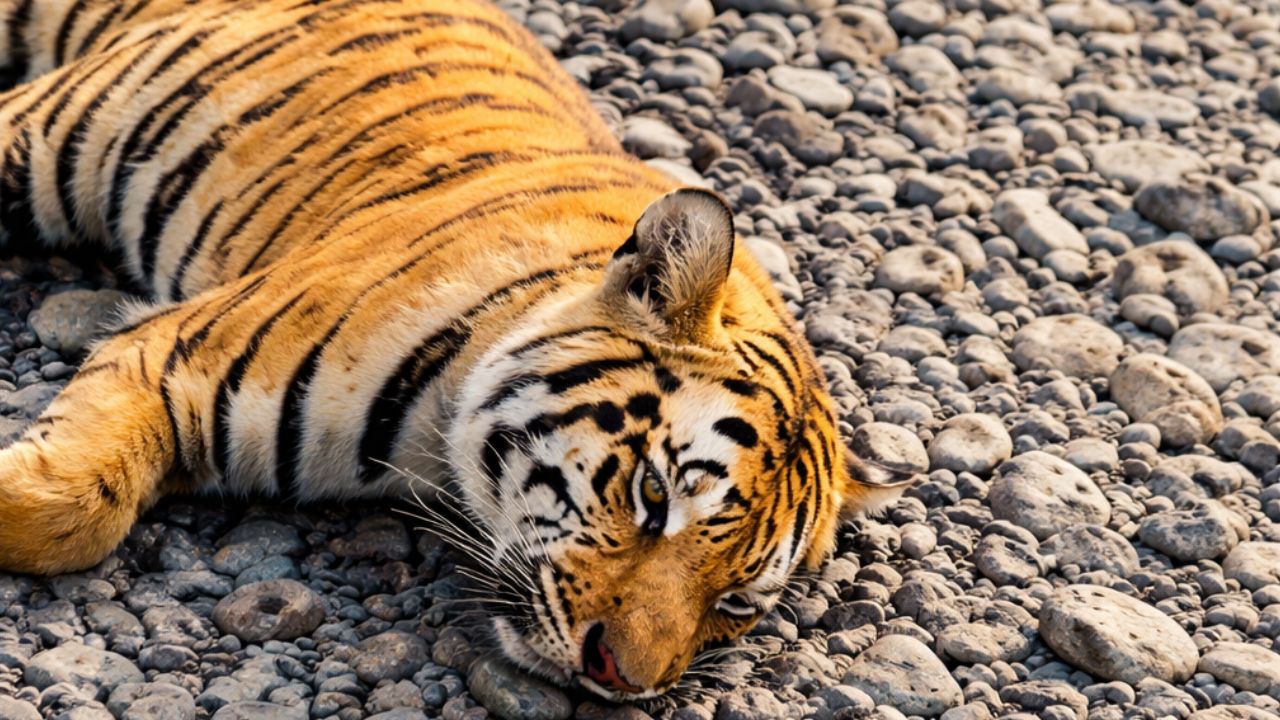 अमरावती के वरुड़ के जंगल में मिला बाघ का सड़ा शव, अंग गायब; शिकार की आशंका, DNA रिपोर्ट का इंतज़ार