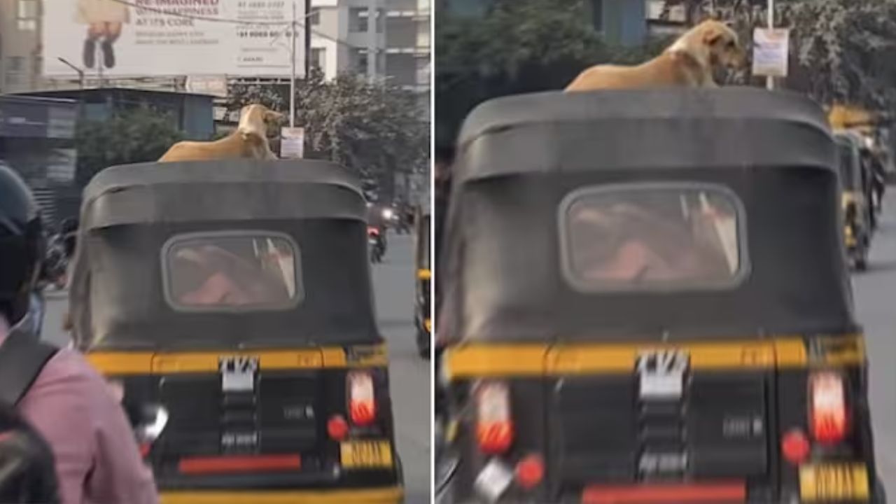 पुणे में चलती ऑटो की छत पर बैठा दिखा कुत्ता, वायरल वीडियो ने उठाए सुरक्षा पर सवाल
