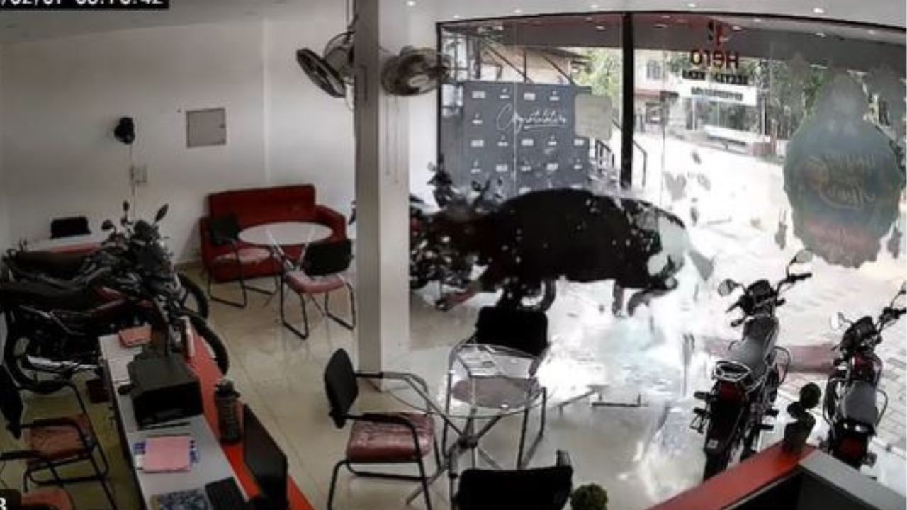 केरल में बाइक शोरूम का कांच तोड़कर घुसा जंगली भैंसा, मचाई तबाही; वीडियो हुआ वायरल