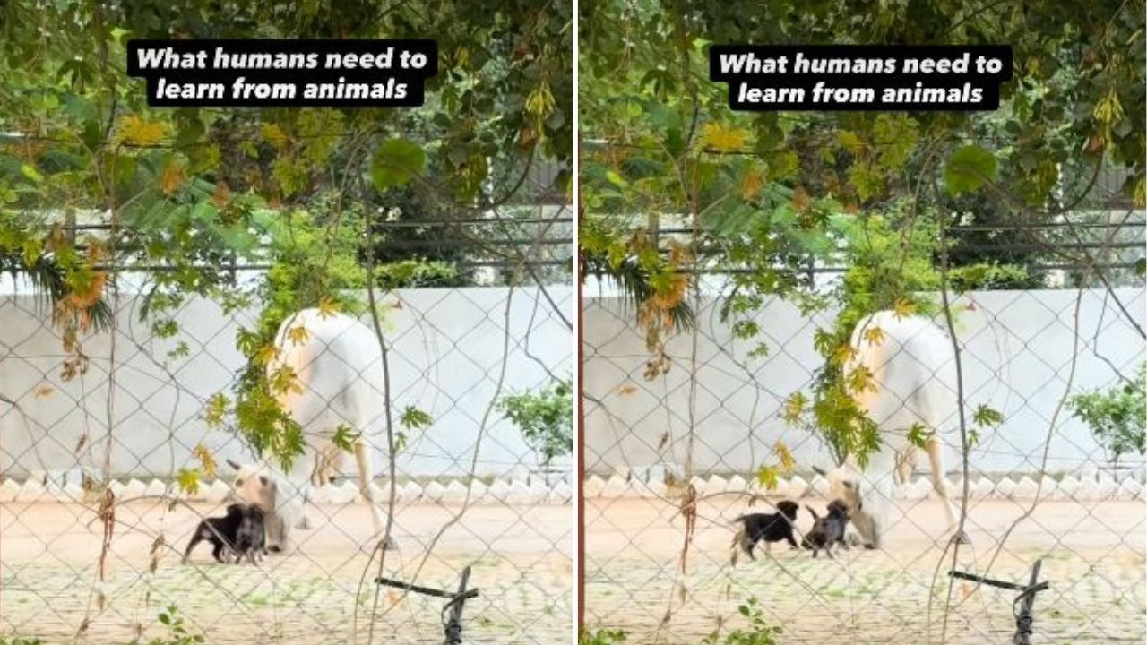 गाय ने दिखाई ताकत के साथ करुणा, कुत्ते के पिल्लों को बिना नुकसान पहुंचाए हटाया; वीडियो ने दी बड़ी सीख