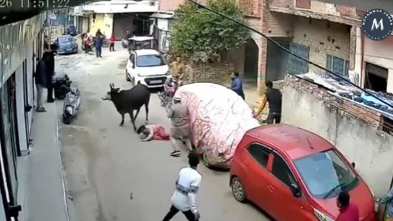 लखनऊ में खौफनाक मंजर: सड़क पर खेल रही बच्ची पर गाय का अचानक हमला, CCTV वीडियो वायरल