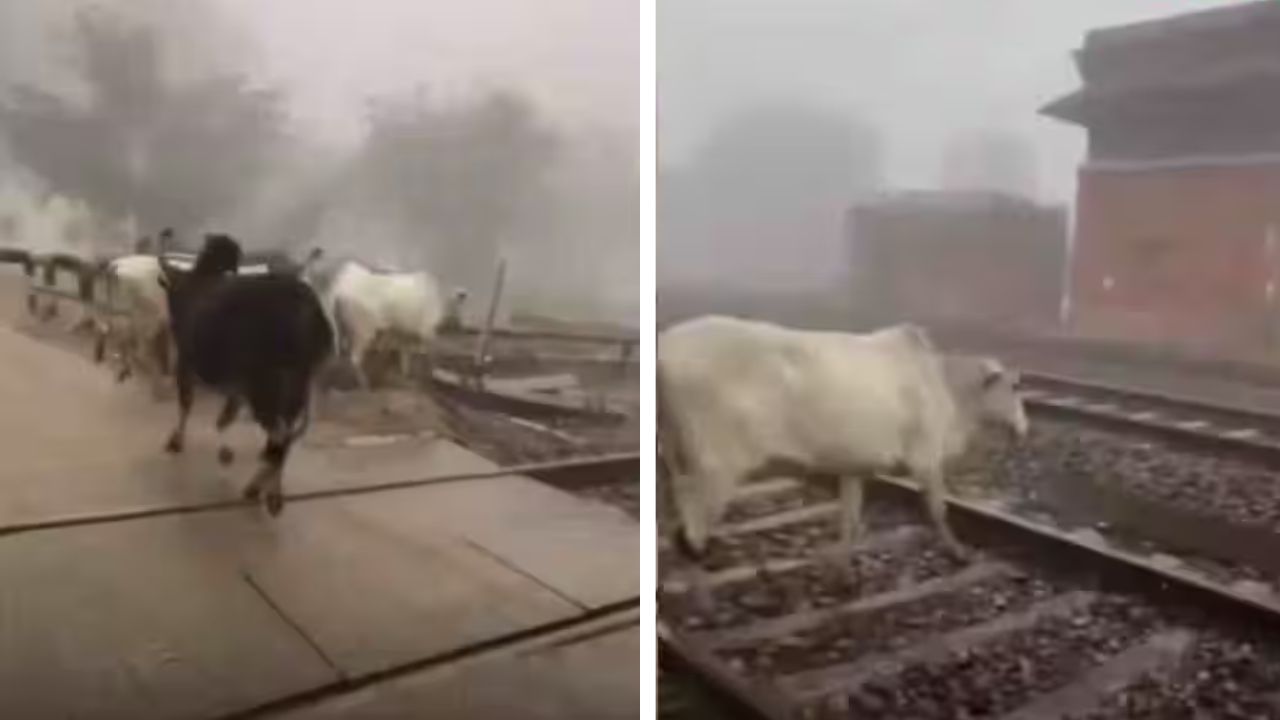 घने कोहरे में शख्स ने बचाई गायों की जान, रेलवे ट्रैक से हटाकर दिखाया असली साहस