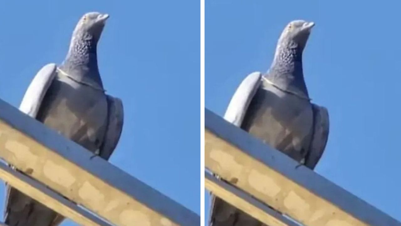 नागौर में कबूतर ले उड़ा एक लाख की सोने की चेन, गले में पहनकर घूमता रहा