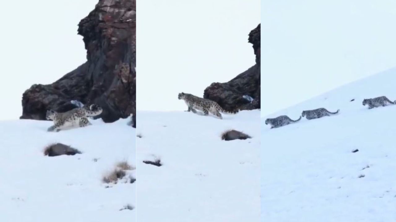 लद्दाख में दिखा स्नो लेपर्ड का पूरा परिवार, BRO के कैमरे में कैद हुआ यह दुर्लभ नजारा