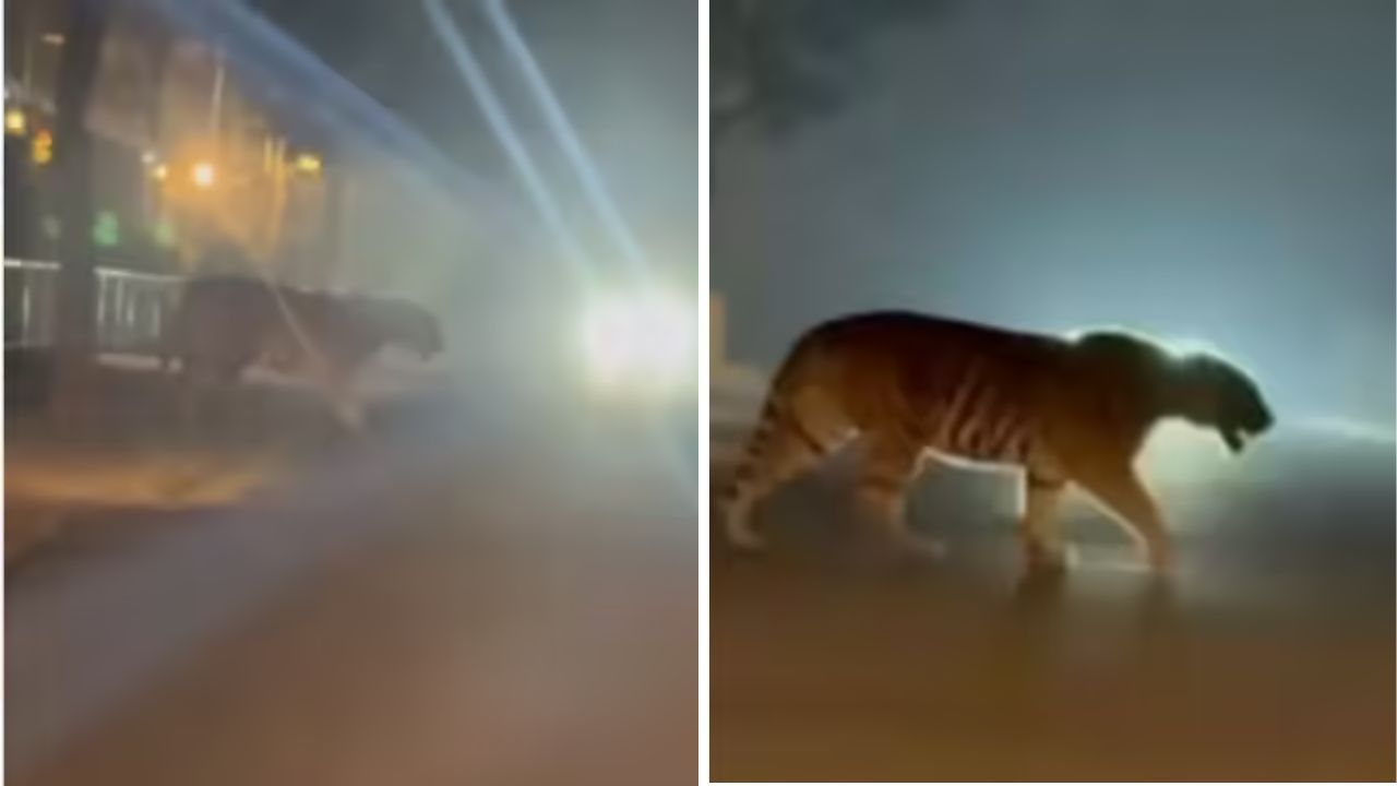 राजामुंद्री में सड़क पर दिखा टाइगर, बाइक सवारों ने सूझबूझ से रोकी गाड़ी, वीडियो वायरल
