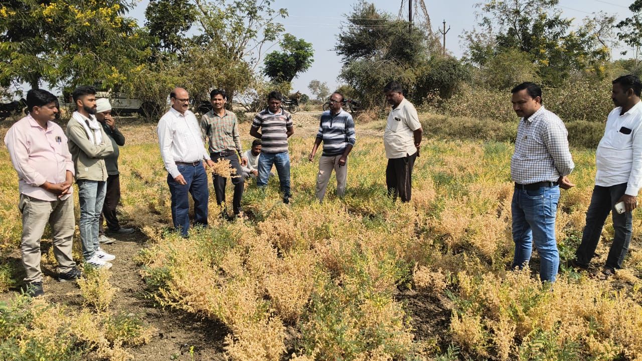 वर्धा: सेलू तहसील में चने की फसल पर ‘मर रोग’ का हमला; कृषि विशेषज्ञों ने किया निरीक्षण, दिए बचाव के उपाय