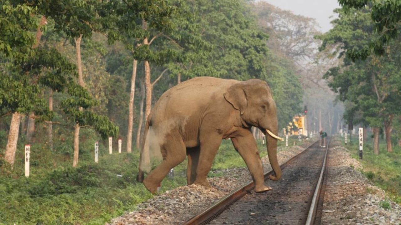 बंगाल में ‘मिशन एलीफेंट’ सफल: वन विभाग और रेलवे के तालमेल से पिछले 2 साल में एक भी हाथी की ट्रेन से मौत नहीं