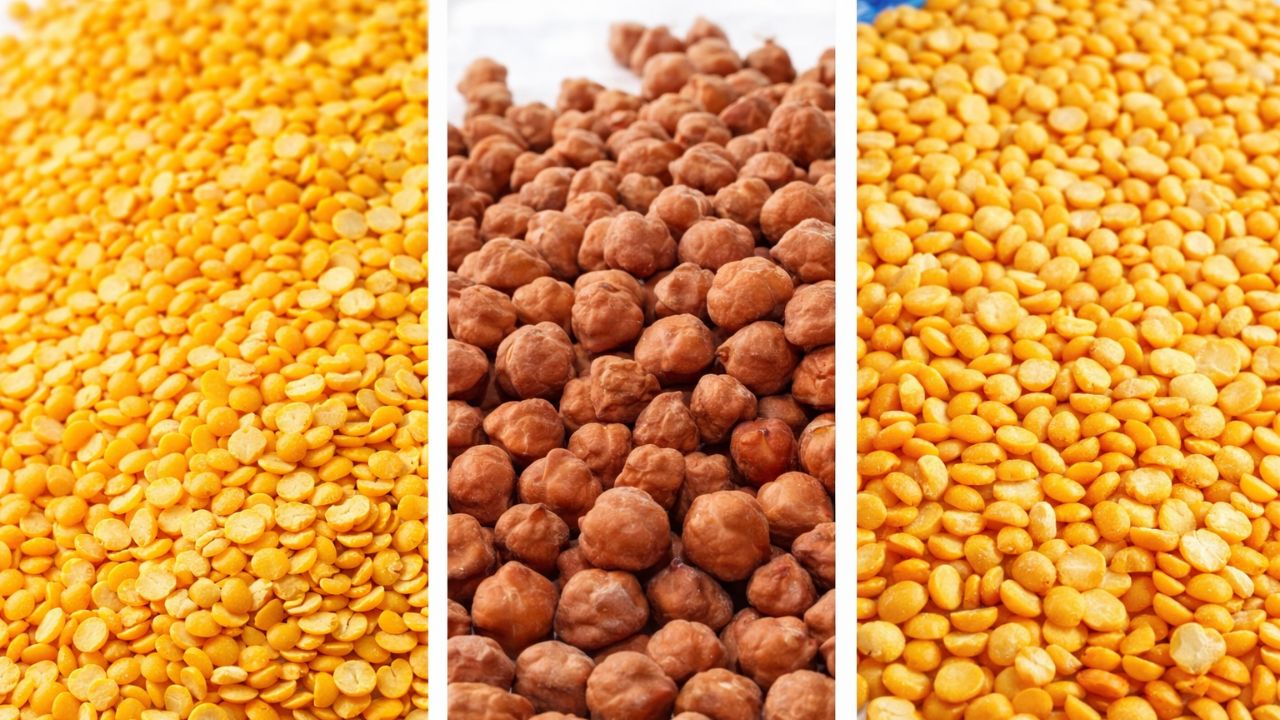 अकोला जिले में घटती खेती, पोषण और भूमि के लिए जरूरी दलहन; चना, तुअर और उड़द में गिरावट