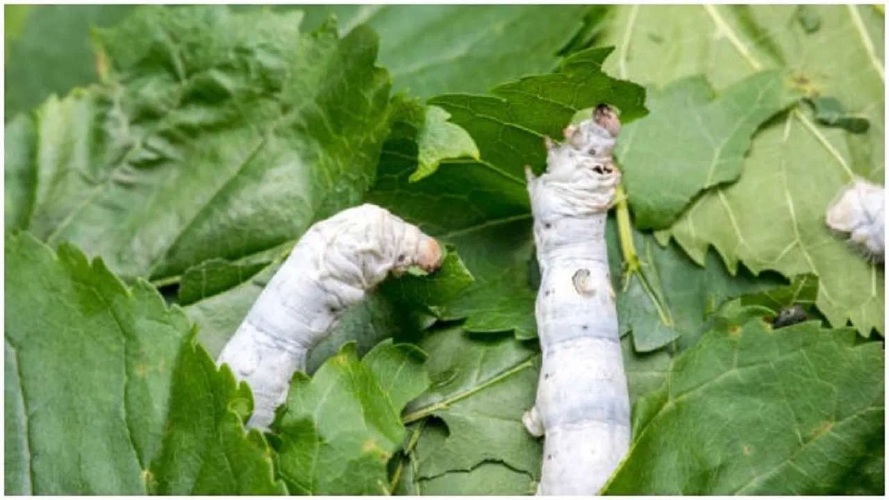 यवतमाल जिले में ‘महा-रेशम अभियान 2026’ शुरू, नई शहतूत खेती के लिए पंजीकरण, 4.32 लाख रुपये तक अनुदान