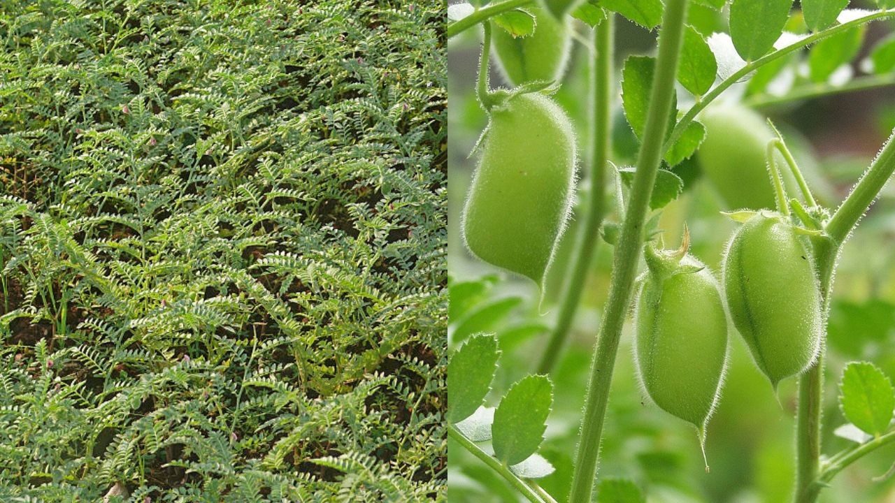 1 रुपये बीमा के बावजूद भंडारा में फसल बीमा फ्लॉप, आंकड़ों ने खोली पोल; सिर्फ 1,091 किसान शामिल