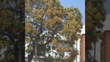 गड़चिरोली का फेमस ‘कलेक्टर आम’ तोड़ेगा सारे रिकॉर्ड, पत्तों से ज्यादा लदे फल, किसानों का खिला चेहरा