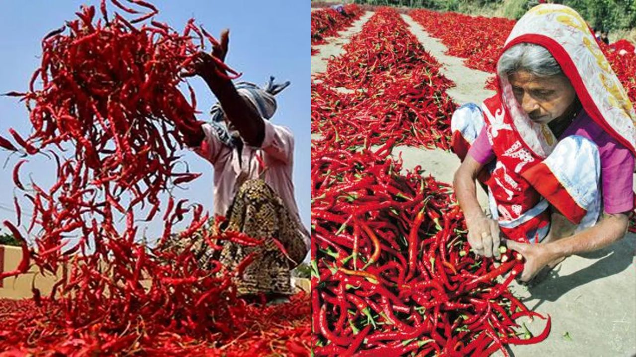 खेती सीजन खत्म, तेलंगाना-आंध्र में मिर्च तुड़ाई बना रोजगार का सहारा, गड़चिरोली से हजारों मजदूर बाहर