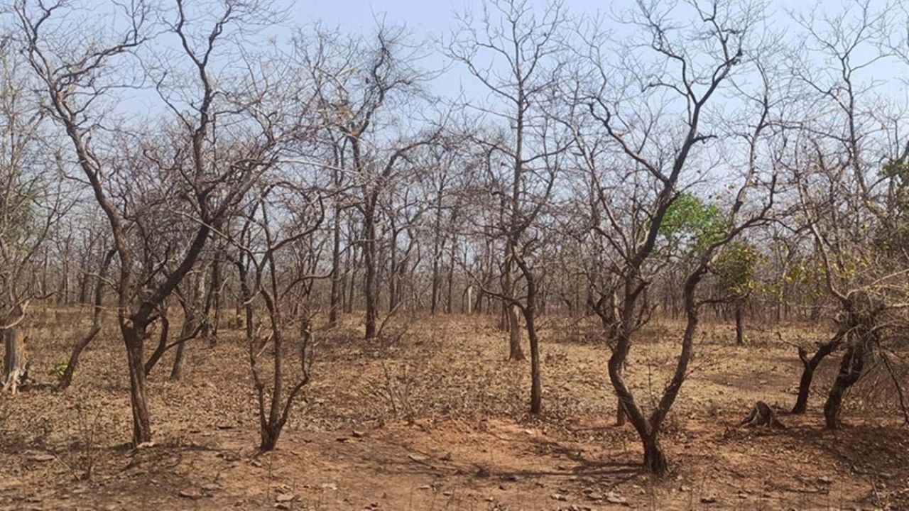 गड़चिरोली के जंगलों पर &lsquo;कुल्हाड़ी&rsquo; का वार! जड़ों में आग लगाकर पेड़ों को नष्ट कर रहे ग्रामीण, एक्शन की उठी मांग