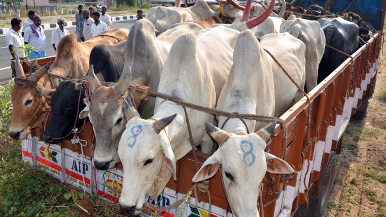 जालना पुलिस ने गोवंश तस्करी का किया भंडाफोड़, 7 लाख की सामग्री जब्त, चालक गिरफ्तार