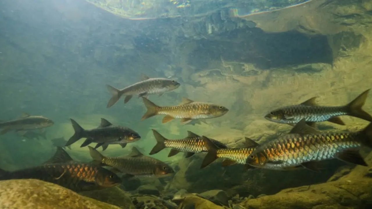 यमुना में ‘विदेशी मछलियों’ का कहर! NGT सख्त, 5 राज्यों को संरक्षण योजना का अल्टीमेटम