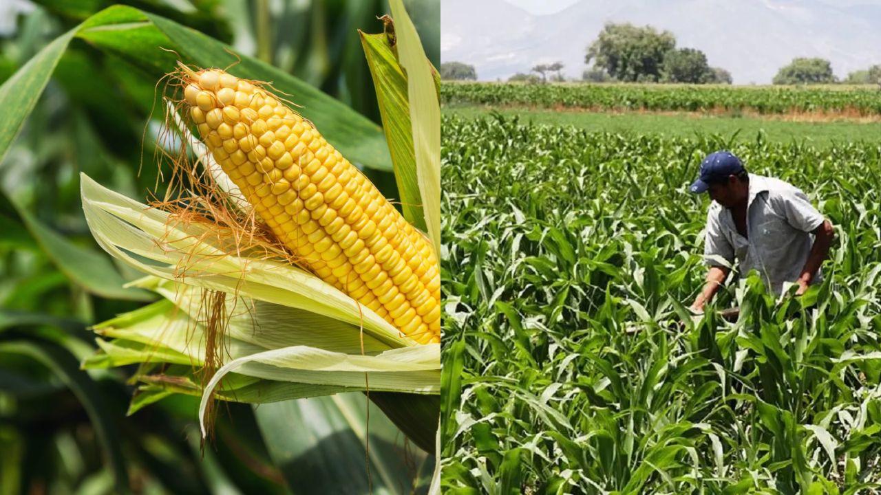 निफाड़ में मक्का संकट: फसल बदली, लेकिन संकट बढ़ा; किसानों पर दोहरी मार