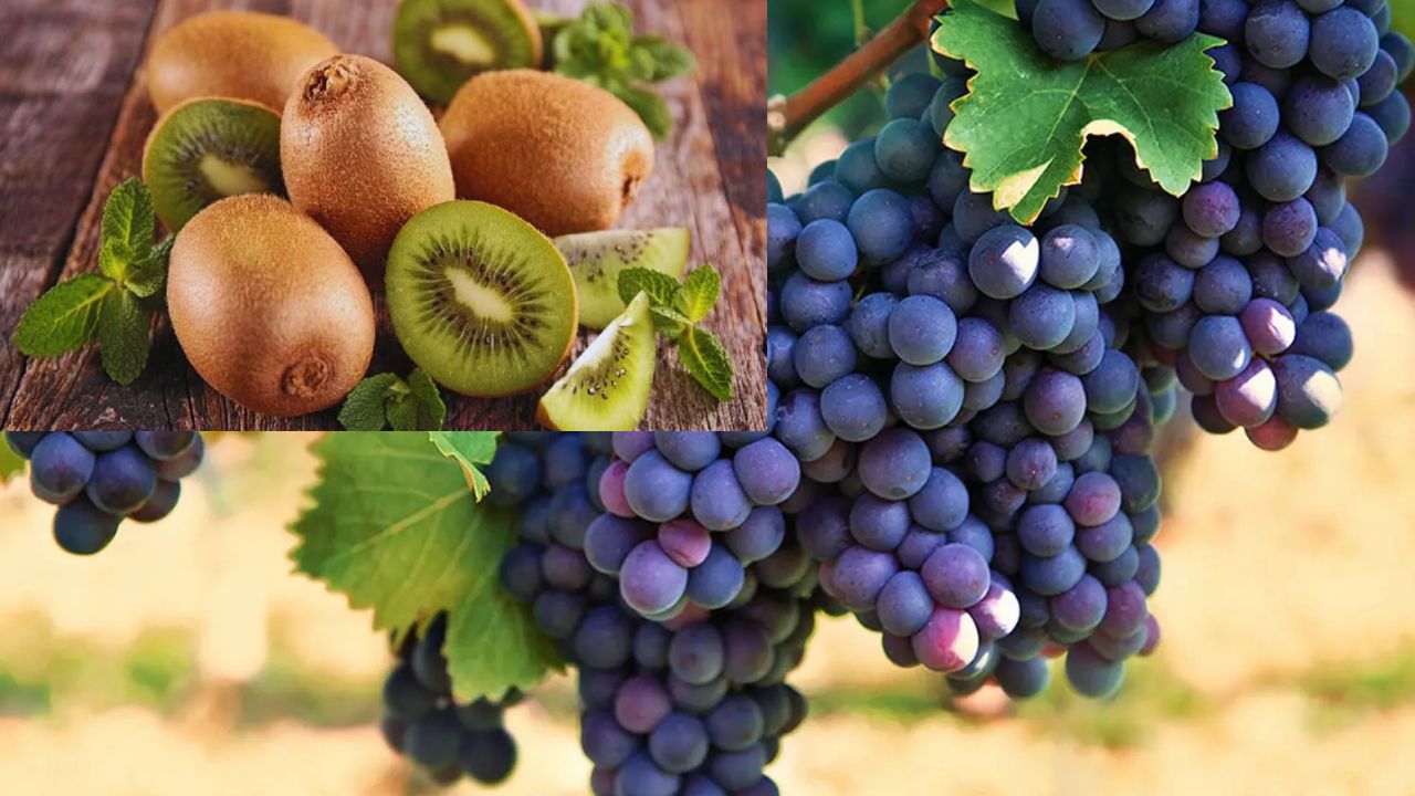 नासिक अंगूर बाजार में रौनक, काले अंगूर 200 रुपये किलो; मौसम बदला, फलों की मांग बढ़ी