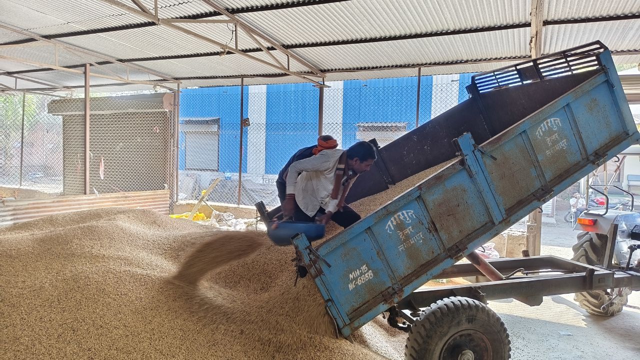 Nashik Agricultural Market: सोयाबीन के दाम 500 रुपये गिरे, किसानों में बढ़ी चिंता