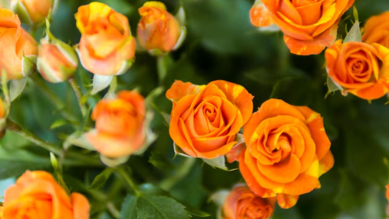 नारंगी गुलाब: उत्साह और जुनून नारंगी रंग का गुलाब ऊर्जा, उत्साह और तीव्र इच्छाओं को दर्शाता है। अगर आप किसी के प्रति बहुत अधिक गर्व महसूस करते हैं या अपने रिश्ते में नए उत्साह का संचार करना चाहते हैं, तो नारंगी गुलाब का चुनाव करें।