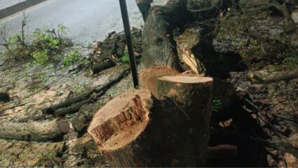 पेड़ों की कटाई में लापरवाही पर कोर्ट की फटकार, अब हर पेड़ की जानकारी सार्वजनिक करना अनिवार्य