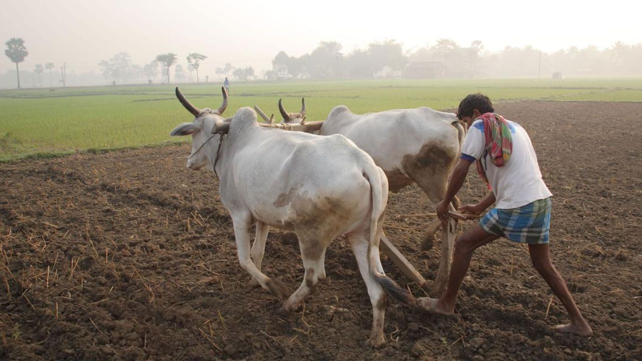 बीज विधेयक 2025 पर बवाल: सुधार या नियंत्रण? बहुराष्ट्रीय कंपनियों को फायदा, अन्नदाताओं को नुकसान?