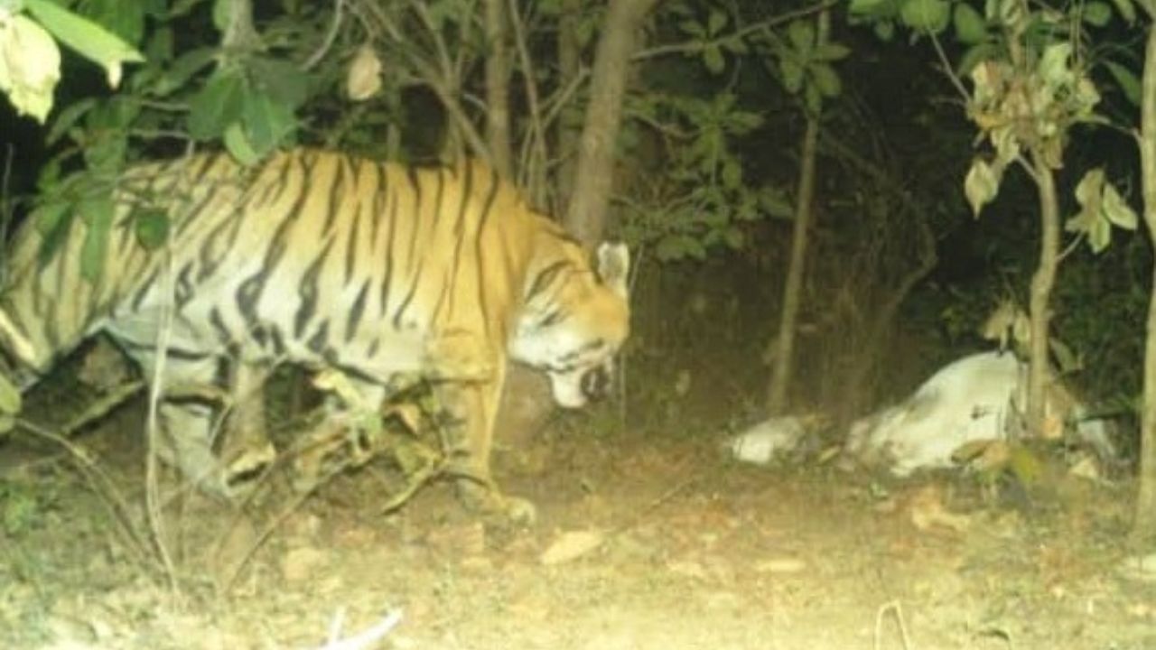 तुमसर में बाघ का तांडव, चुलतडोह में गाय का शिकार कर जंगल में भागा, ट्रैप कैमरे में कैद हुई ‘खौफ’ की तस्वीर