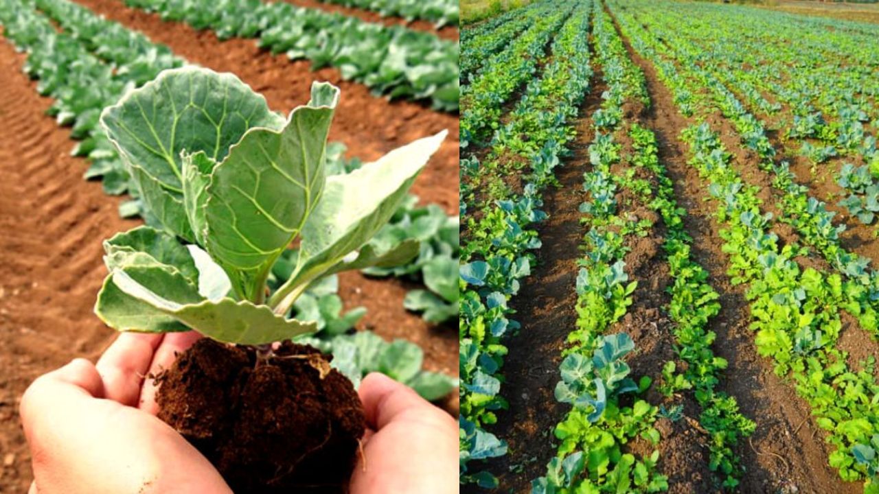 खेती बनी अर्थव्यवस्था की रीढ़, जैविक खेती की ओर बढ़ते किसान, वर्धा में नई उम्मीद