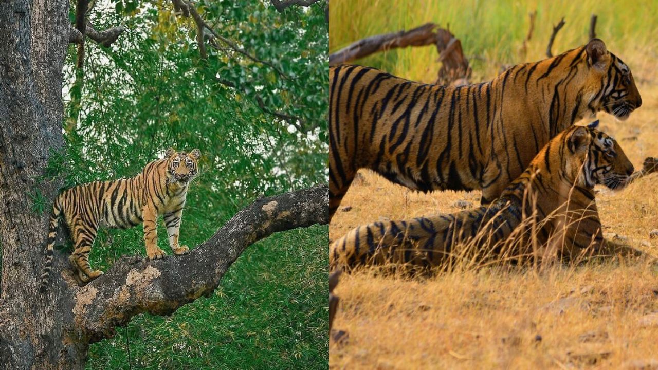 करण-अर्जुन का जंगल रोमांच: बोर में दिखा दुर्लभ बाघ दृश्य शावकों का शिकार अभ्यास