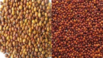 वर्धा में कपास के दाम गिरे, तुअर बना किसानों की उम्मीद; खरीफ फसलों के भाव में उतार-चढ़ाव