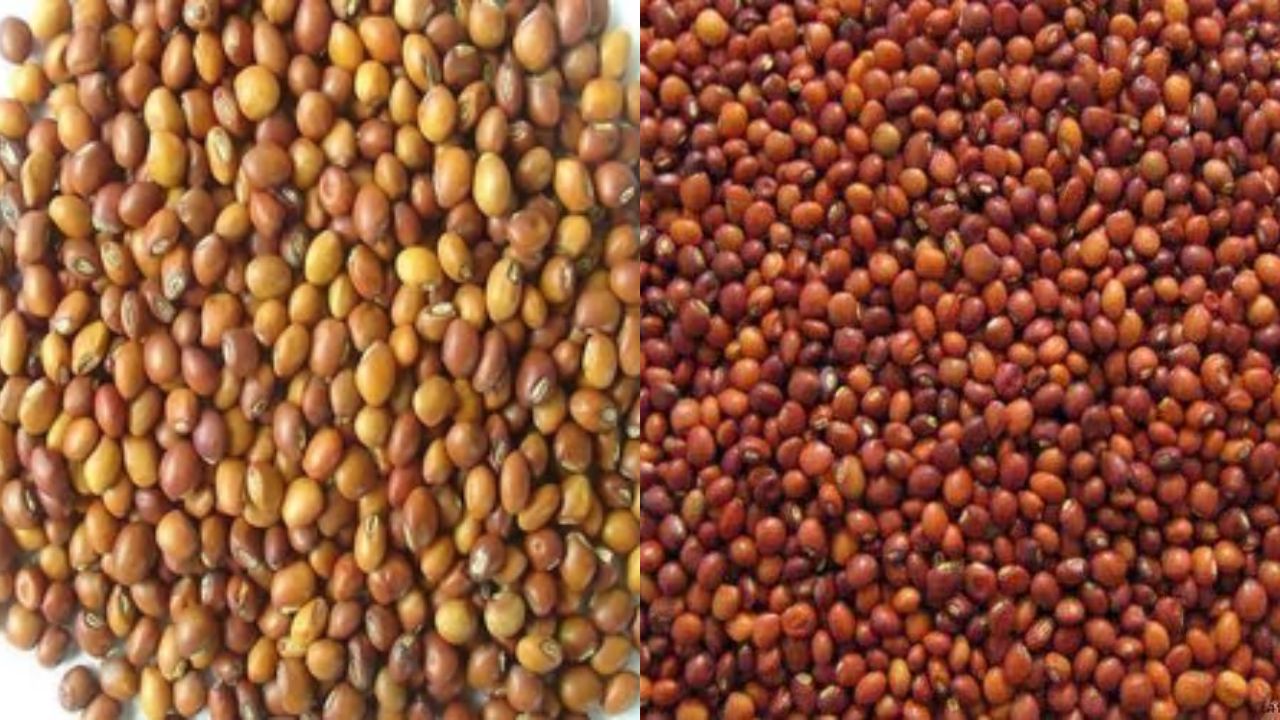 वर्धा में कपास के दाम गिरे, तुअर बना किसानों की उम्मीद; खरीफ फसलों के भाव में उतार-चढ़ाव